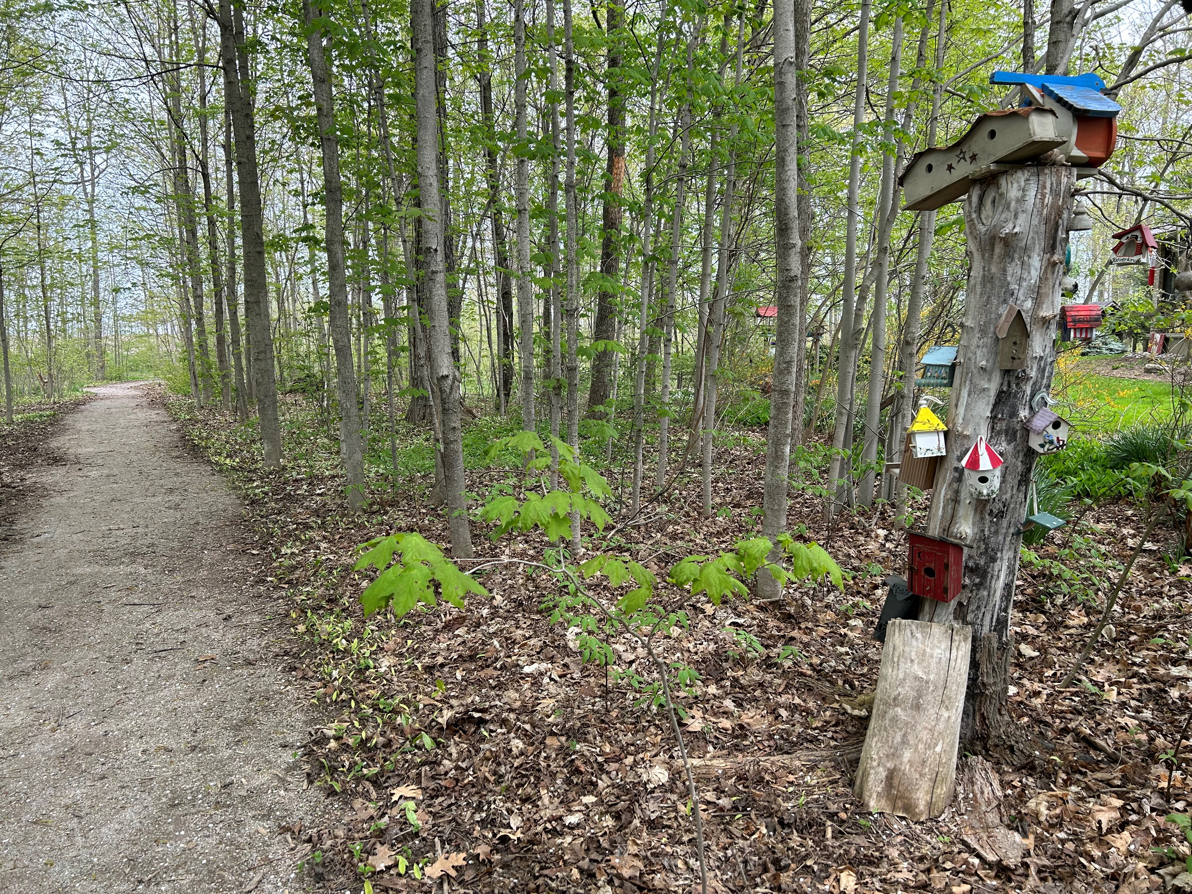 A picture of the Munn's Grove Walking Trail in Seaforth.