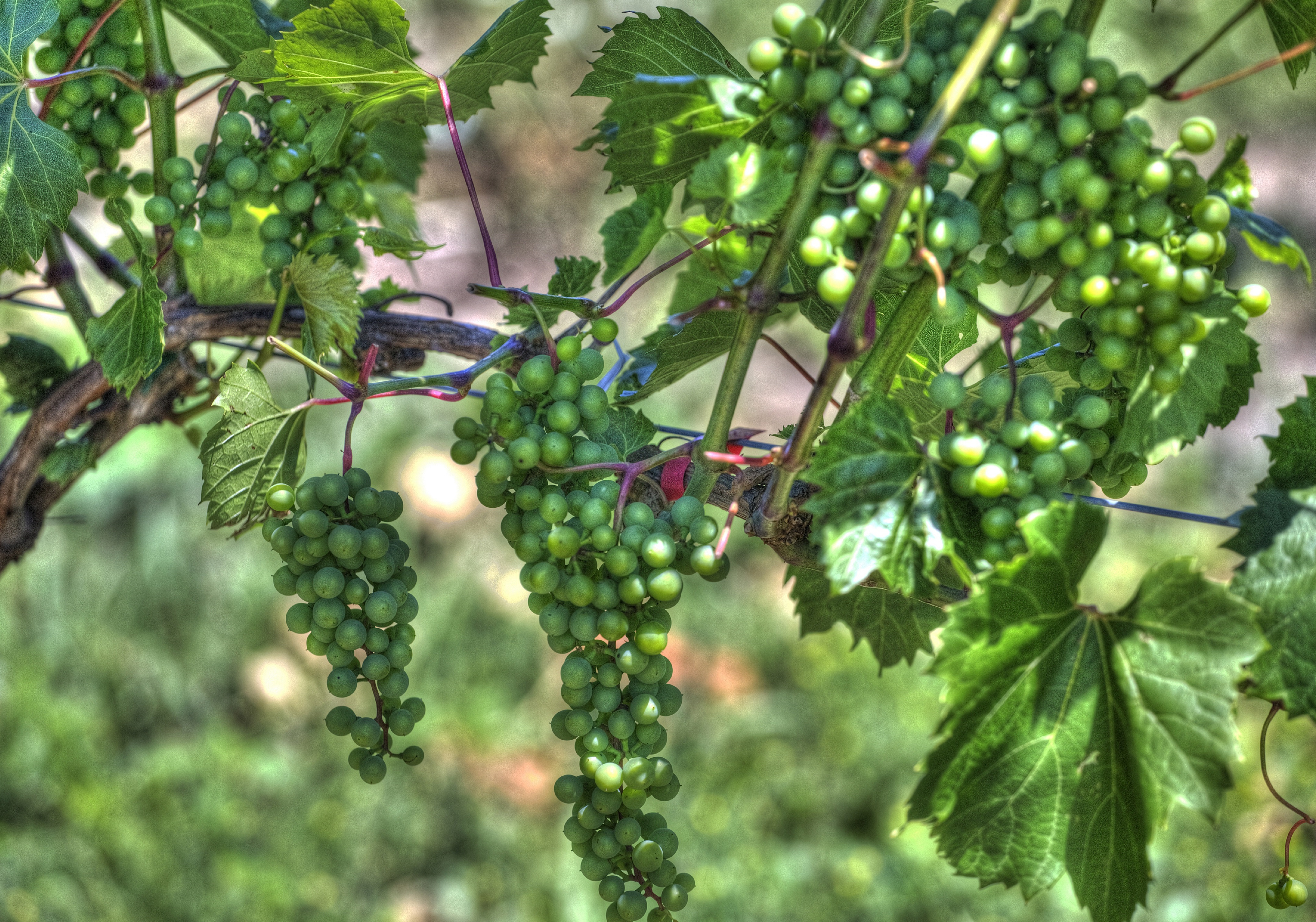 A picture of grapes on a vine at Maelstrom Winery.