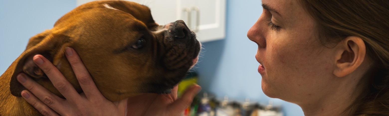 A photo of a Veterinarian checking a dog.