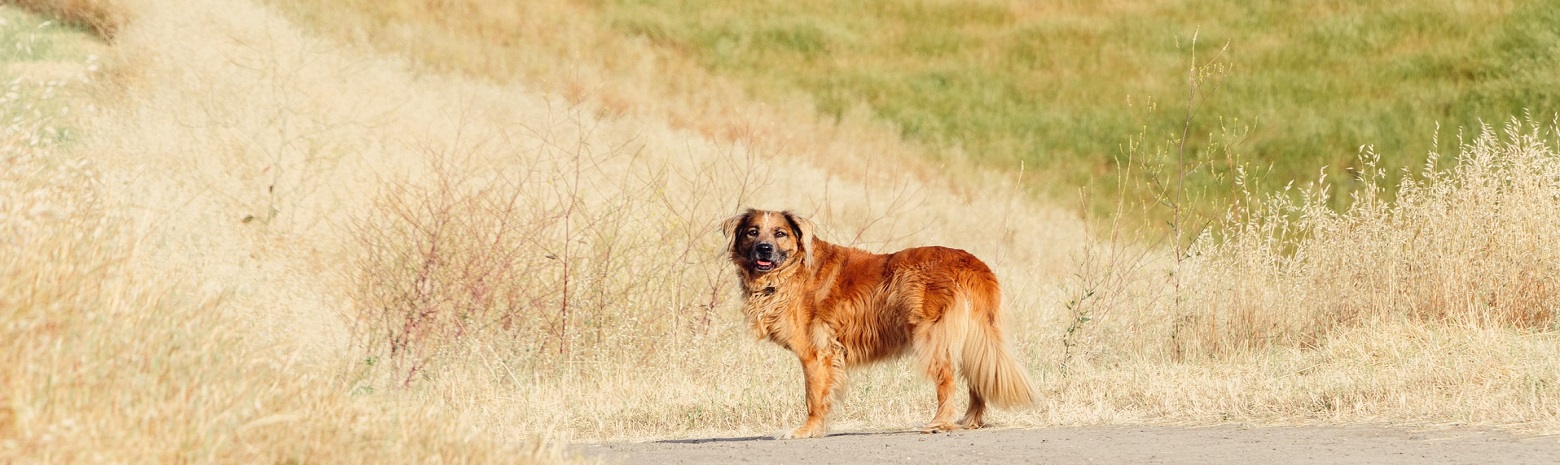 Brown Long Haired dog standing in field 