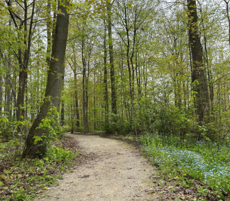 A picture of a dirt trail winding though green trees in the daylight. 