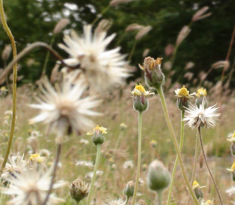 Dandelion weeds in field